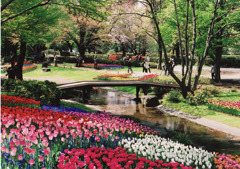 昭和記念公園のチューリップ