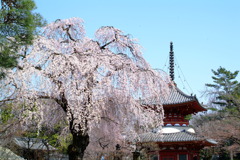 川越市　喜多院のしだれ桜