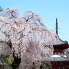 川越市　喜多院のしだれ桜