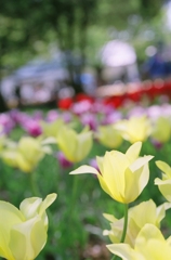 昭和記念公園・チューリップ