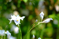 シャガの花