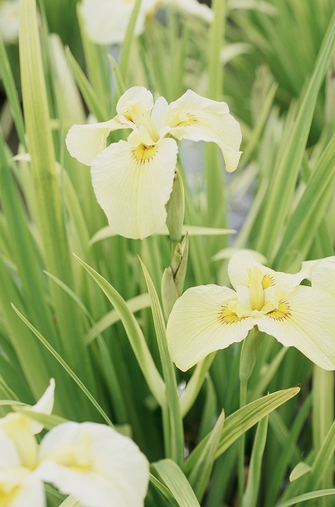 東村山市・花菖蒲