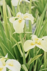 東村山市・花菖蒲