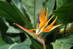極楽鳥花