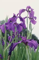 東村山市・花菖蒲