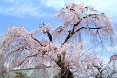 川越市　喜多院のしだれ桜