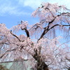 川越市　喜多院のしだれ桜