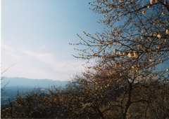 宝登山・ロウバイ