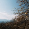 宝登山・ロウバイ