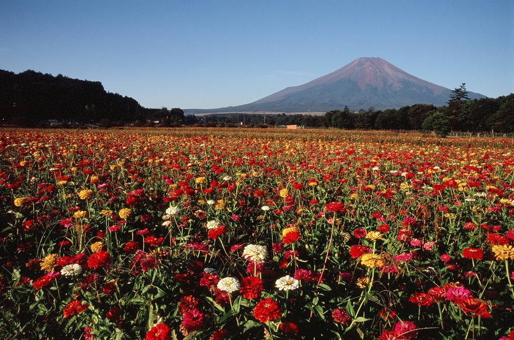 花の都公園・百日草