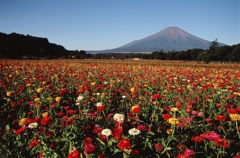 花の都公園・百日草