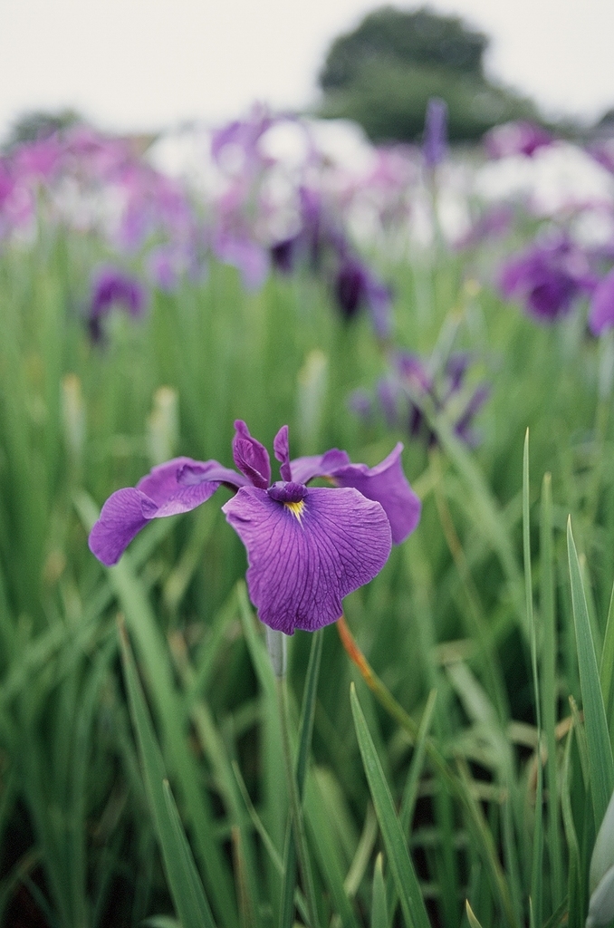 東村山市・花菖蒲