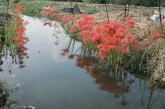 田舎の彼岸花