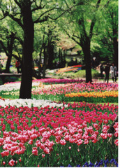 昭和記念公園のチューリップ