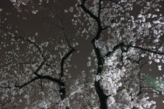 夜桜1