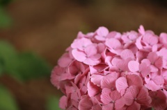 紫陽花03