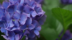紫陽花02