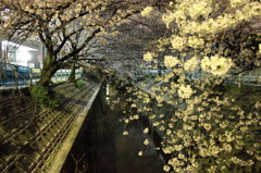 夜桜2