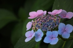 額紫陽花01