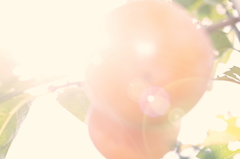 かきひかる