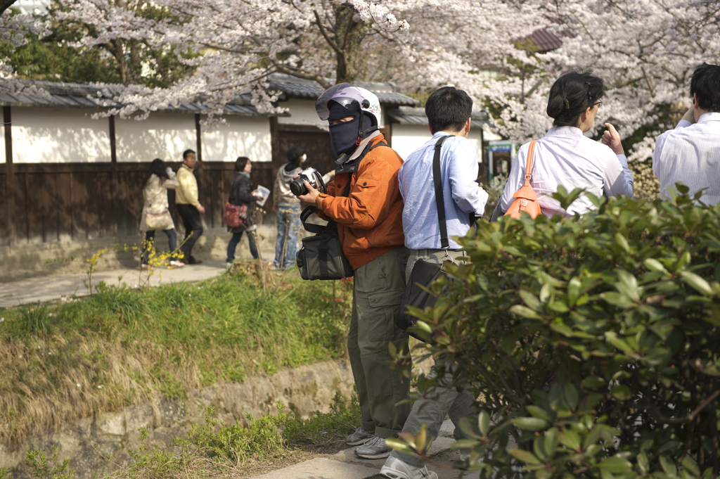 桜仮面