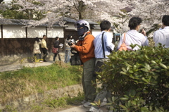 桜仮面