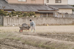 たくさんのわかめ