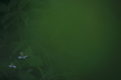 Green zone