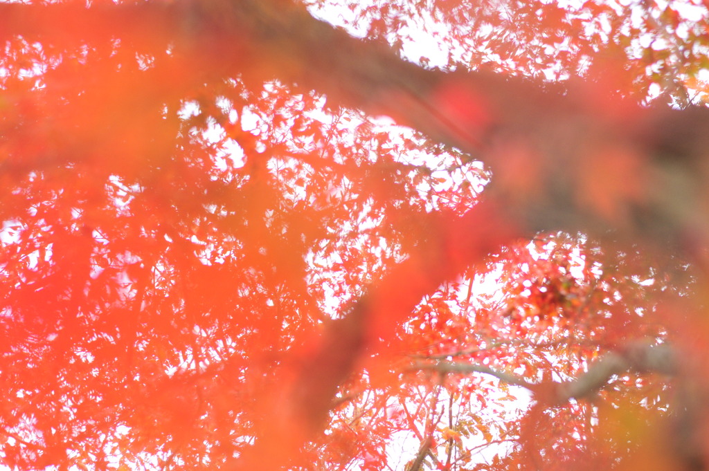 momiji4