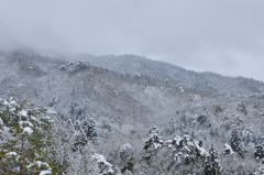 雪樹林
