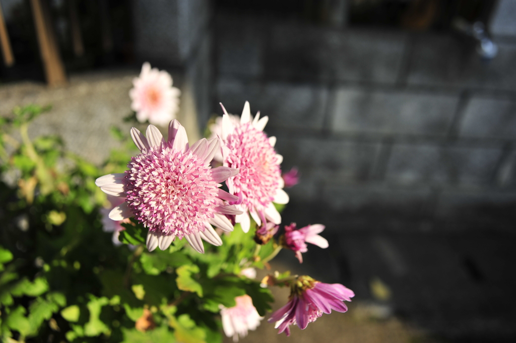 ばあちゃんが買ってきた花