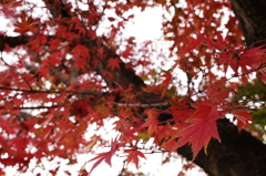 momiji20