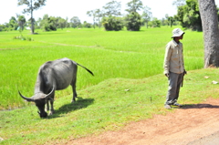 牛のおじさん・草原
