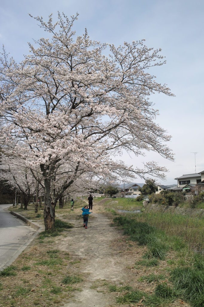 春より続く道