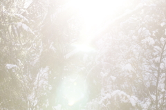 光の森
