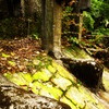 反映の跡
