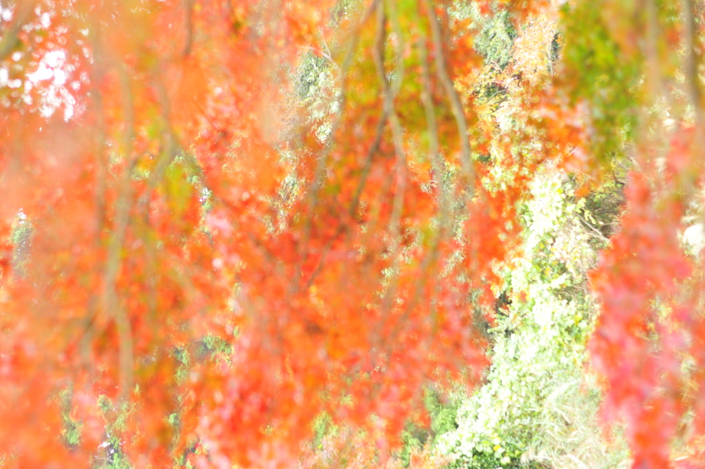momiji8