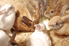 大衆食堂