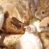 大衆食堂