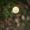 ふわふわぴかぴか