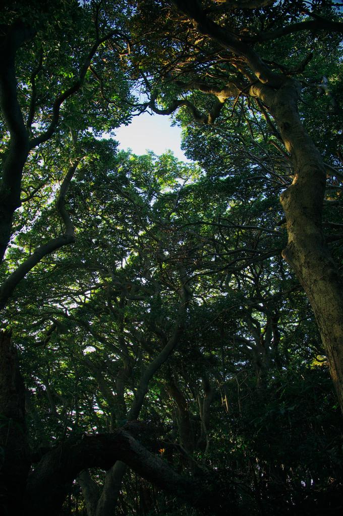 樹門１