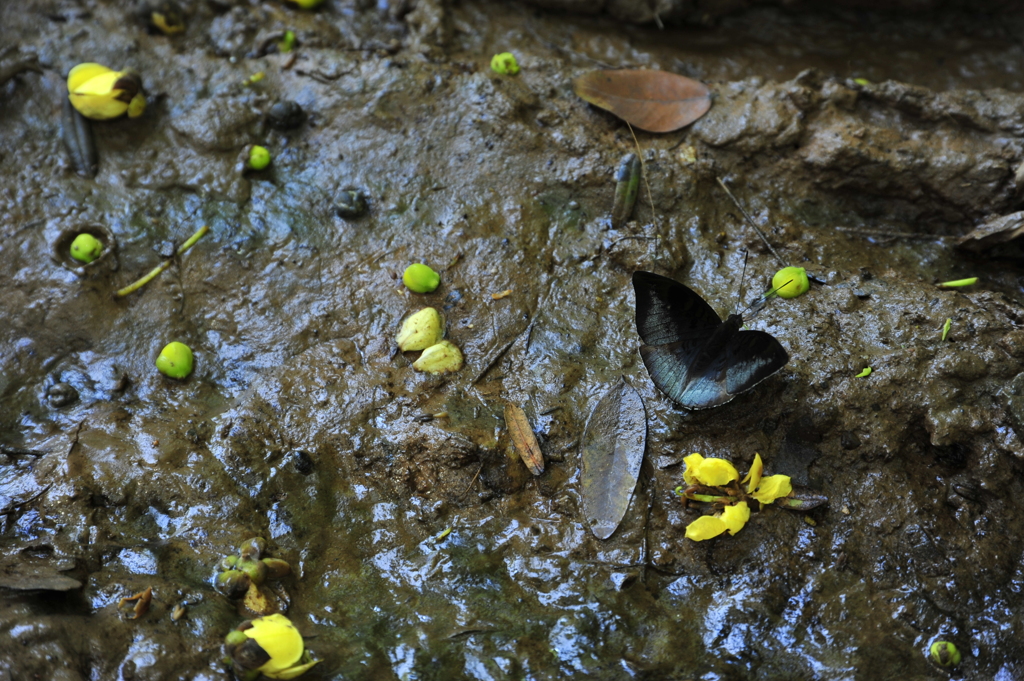 泥と蝶