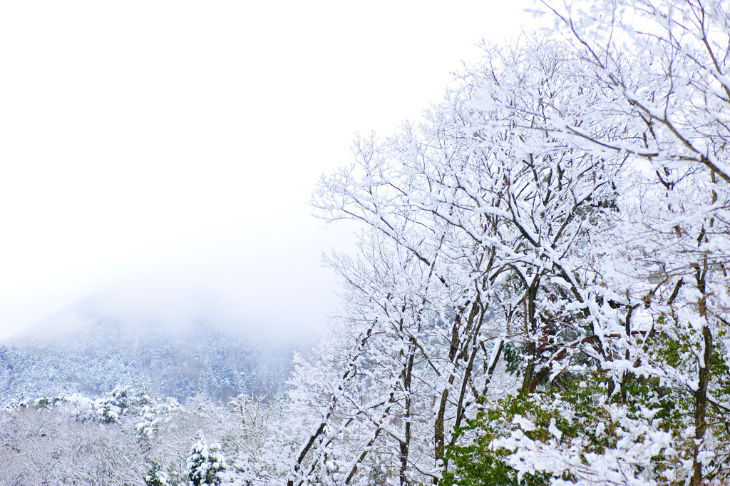 white trees