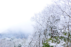 white trees