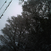 雪にも負けず