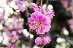 ume 