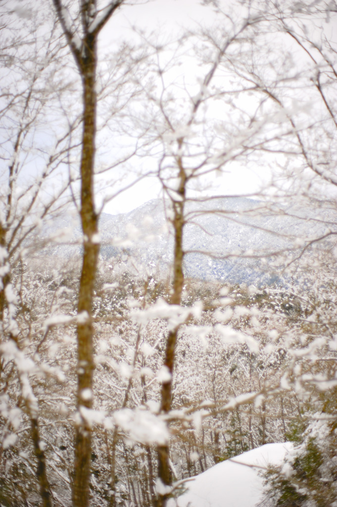 雪桜