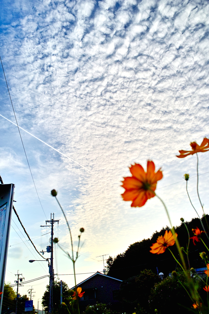 羊雲の迎え