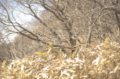 春シオン