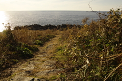 海へ続く道２